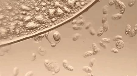 的同款毛巾！我们低价搞到了冰球突破豪华版胖某来刚上架(图2)